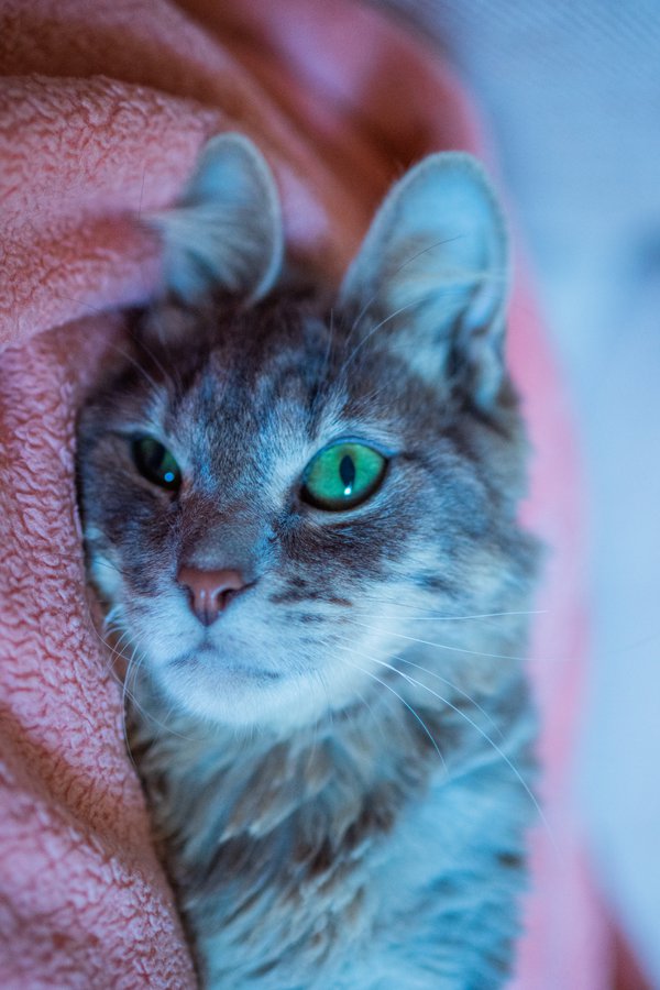 Pet example