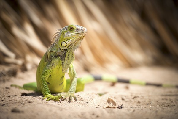 Pet example