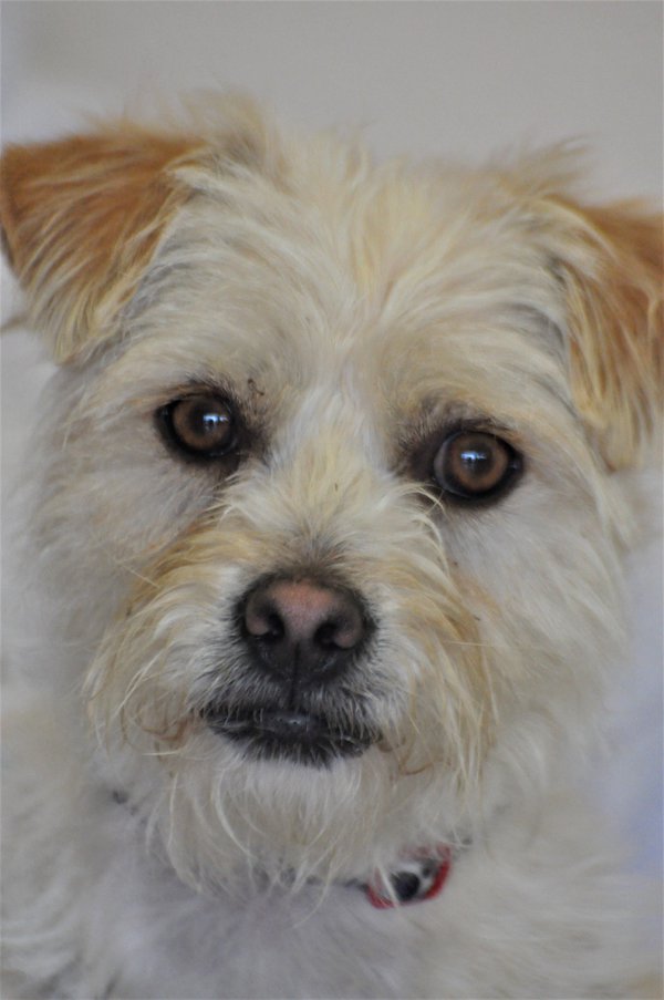 Pet example