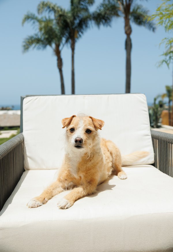 Pet example