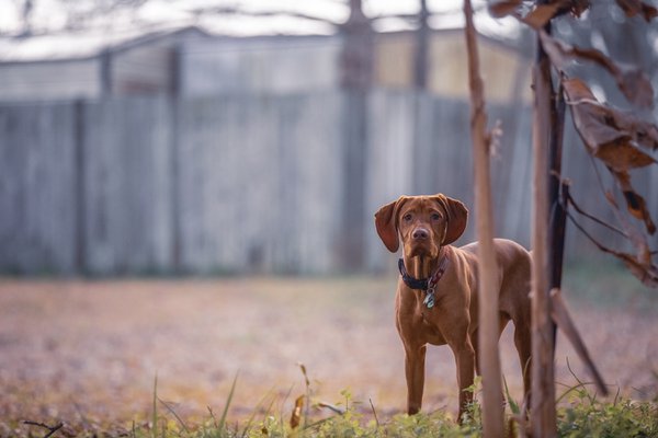 Pet example