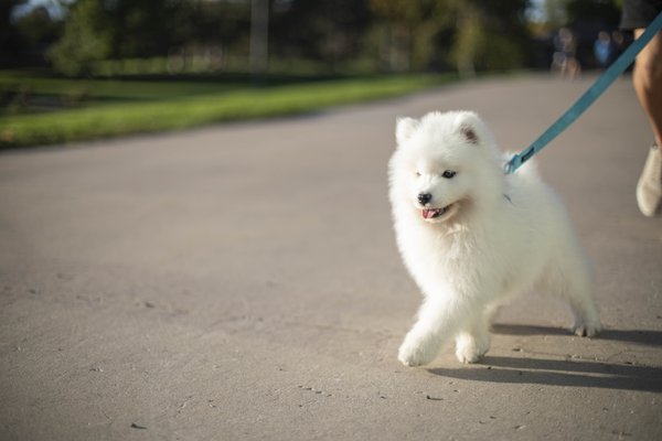 Pet example