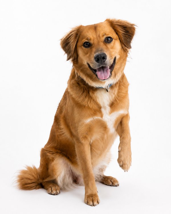 Pet example