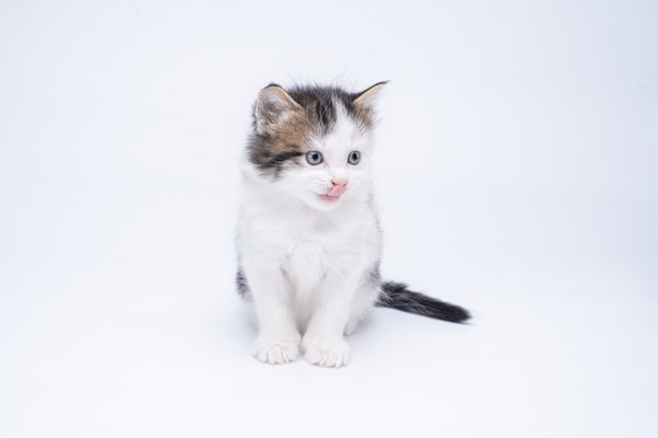 Pet example