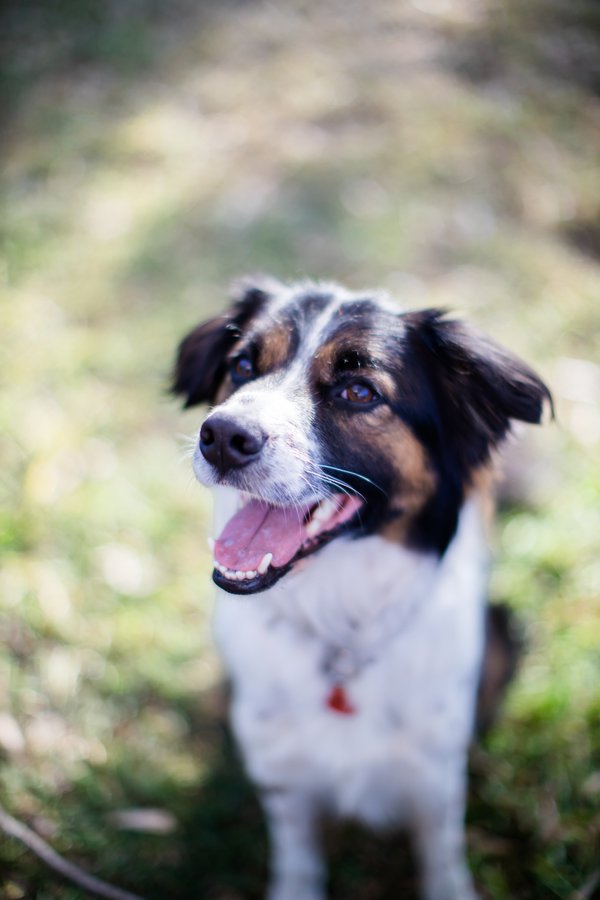 Pet example