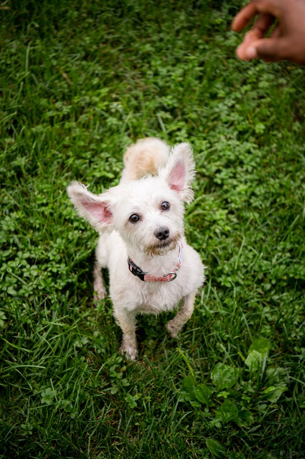 Pet example