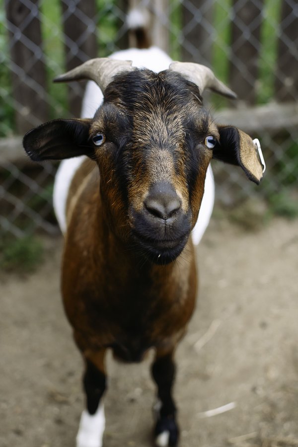 Pet example