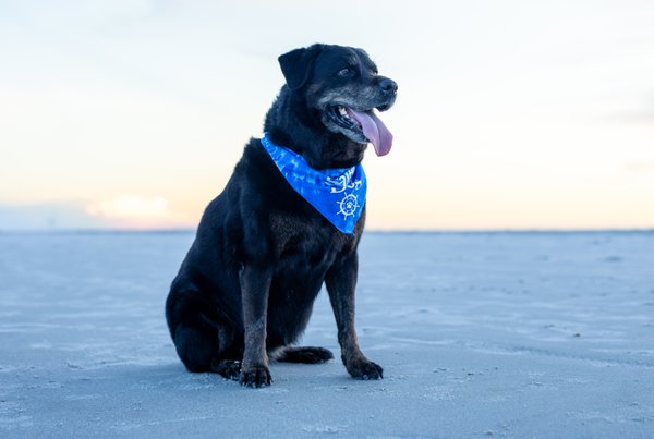 Pet example