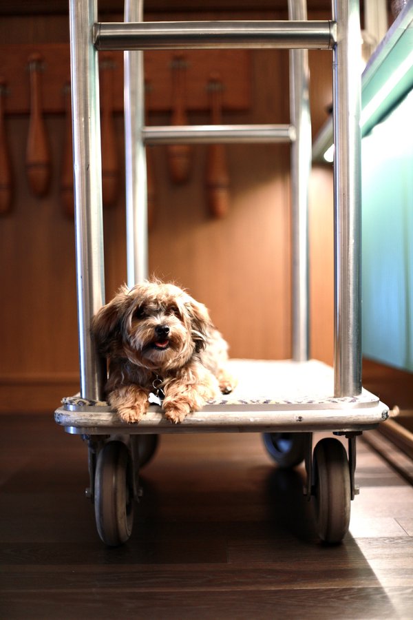 Pet example