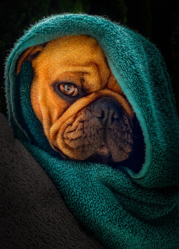 Pet example