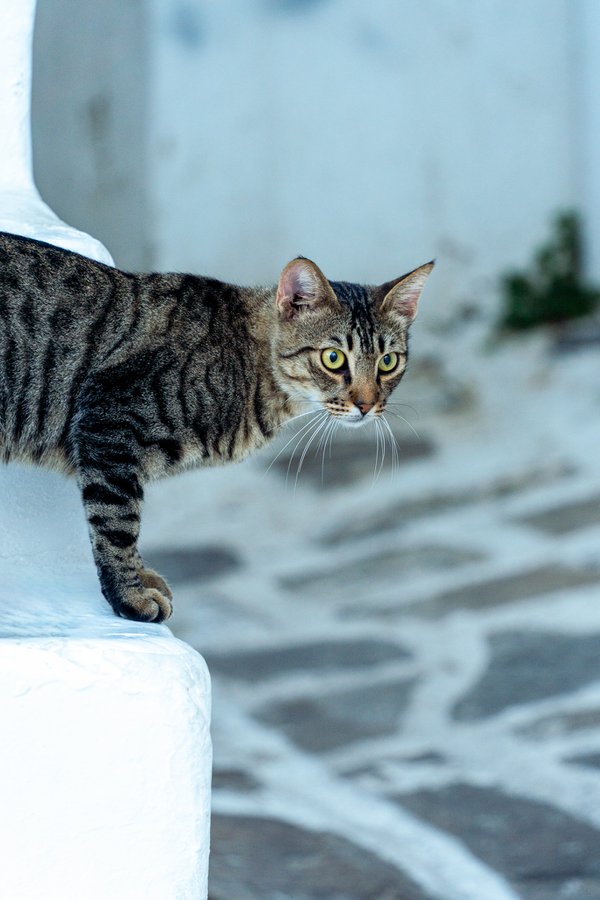 Pet example