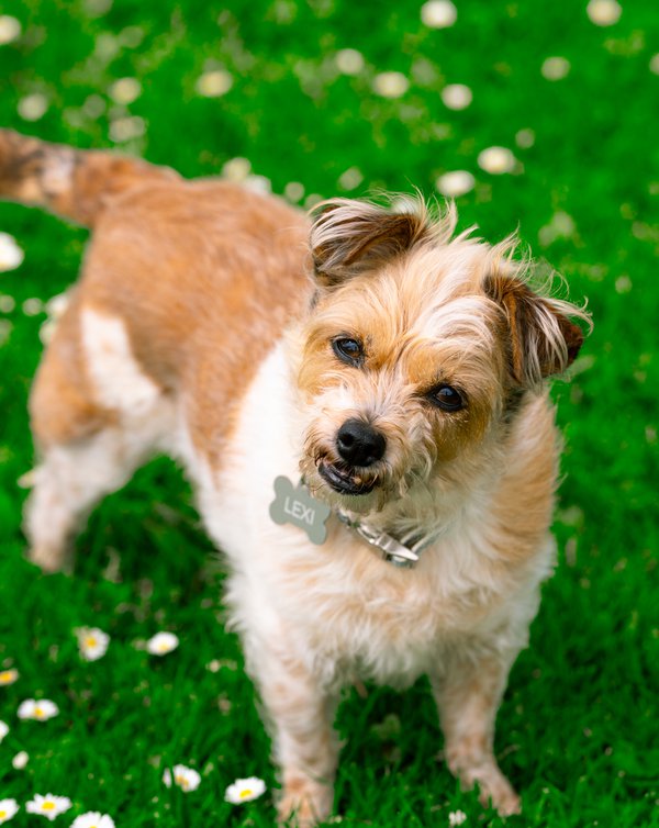 Pet example
