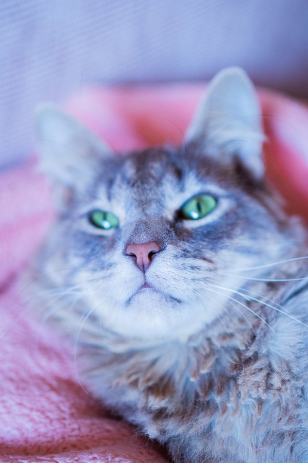 Pet example