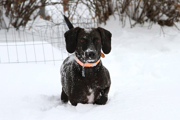 Pet example