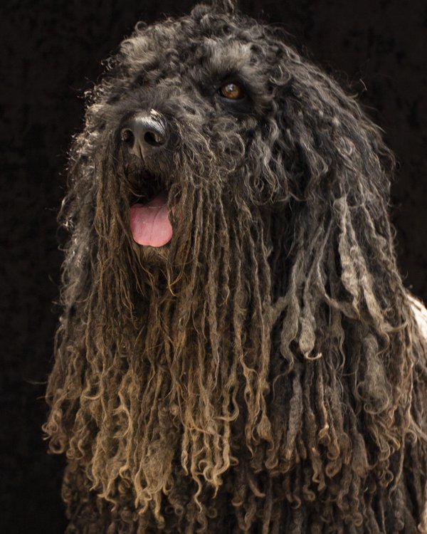 Pet example