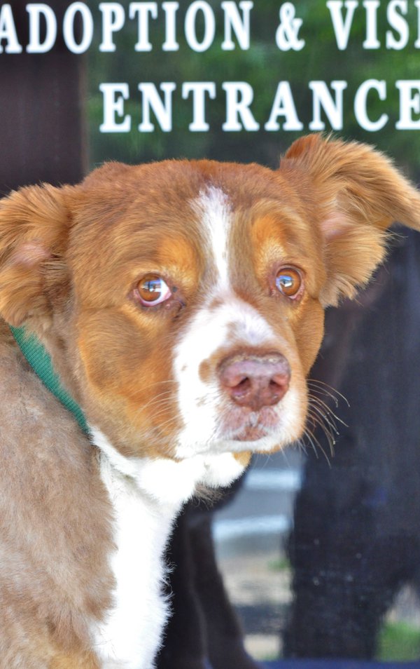 Pet example