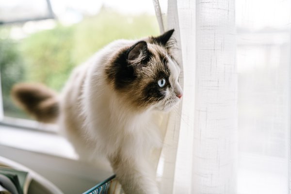 Pet example