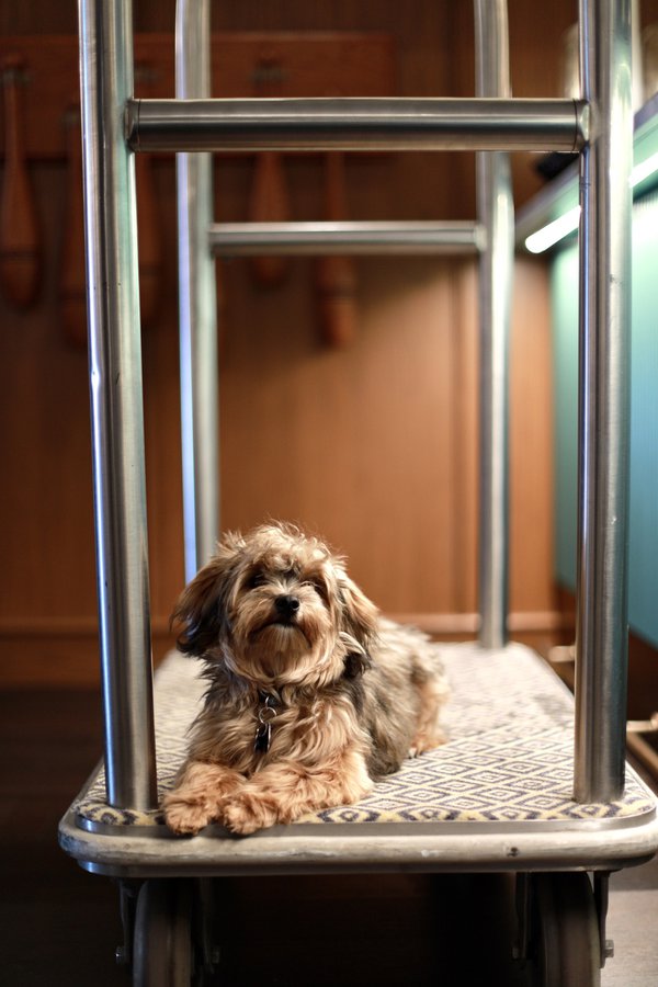 Pet example