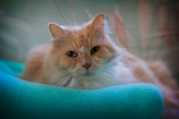 Pet example