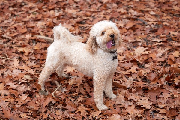 Pet example