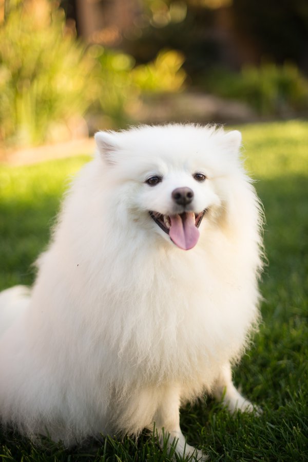 Pet example