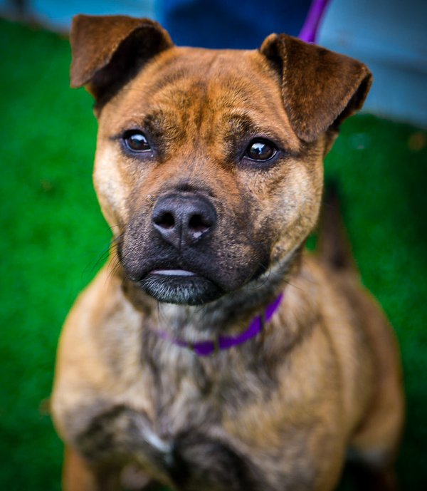 Pet example