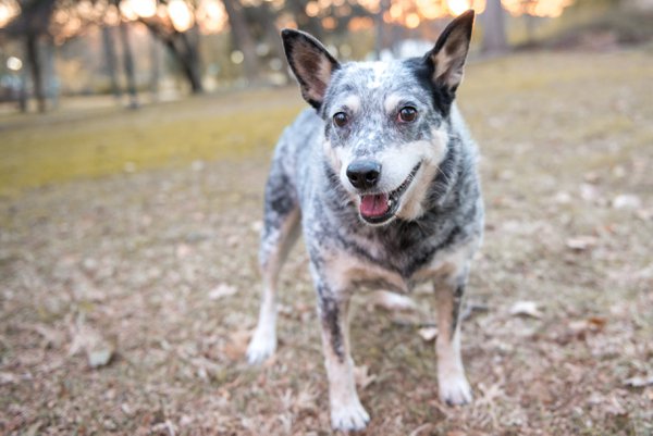 Pet example