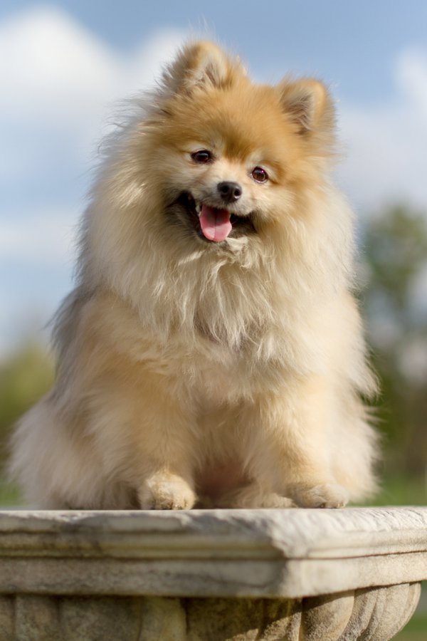 Pet example