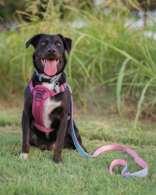 Pet example