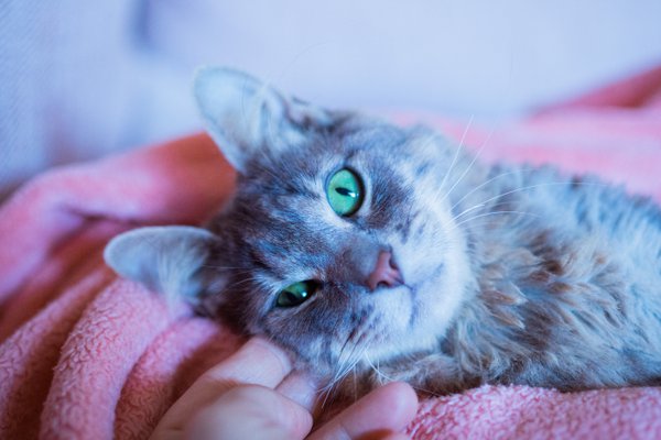 Pet example