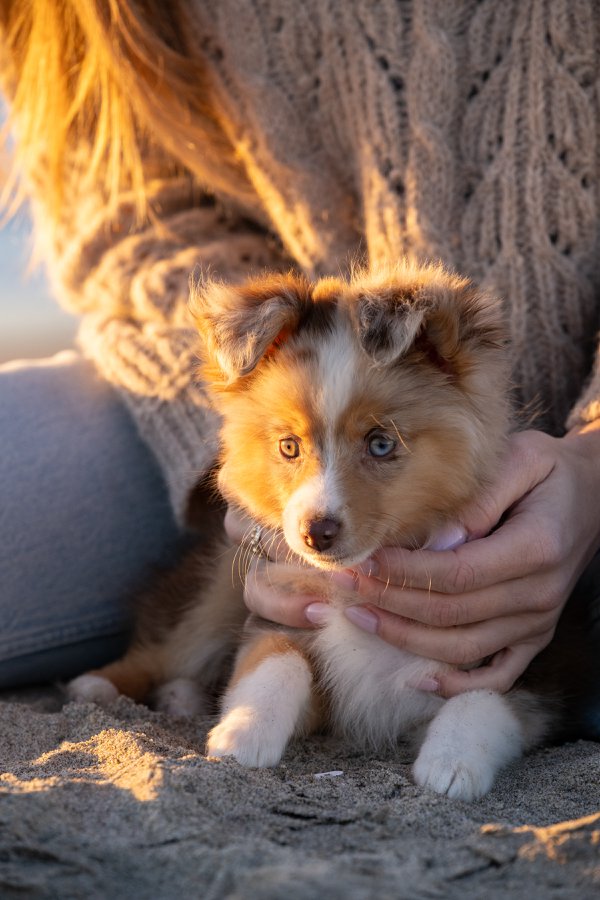 Pet example