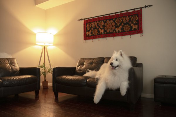 Pet example