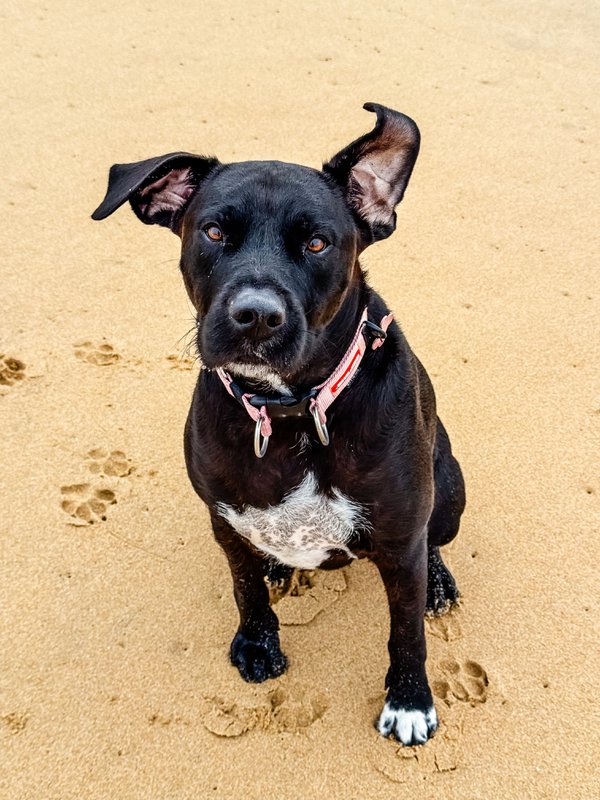 Pet example