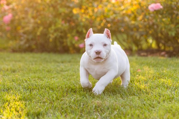 Pet example