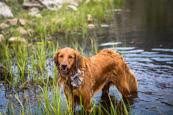Pet example