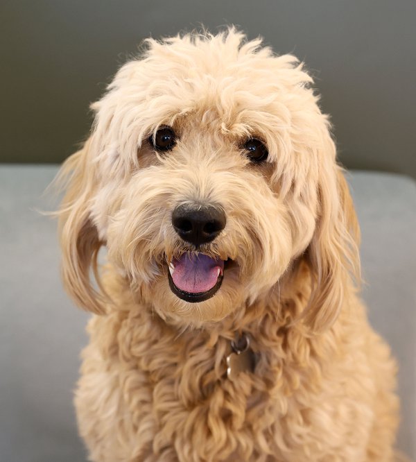 Pet example