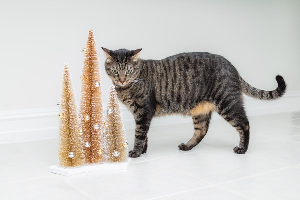 Pet example