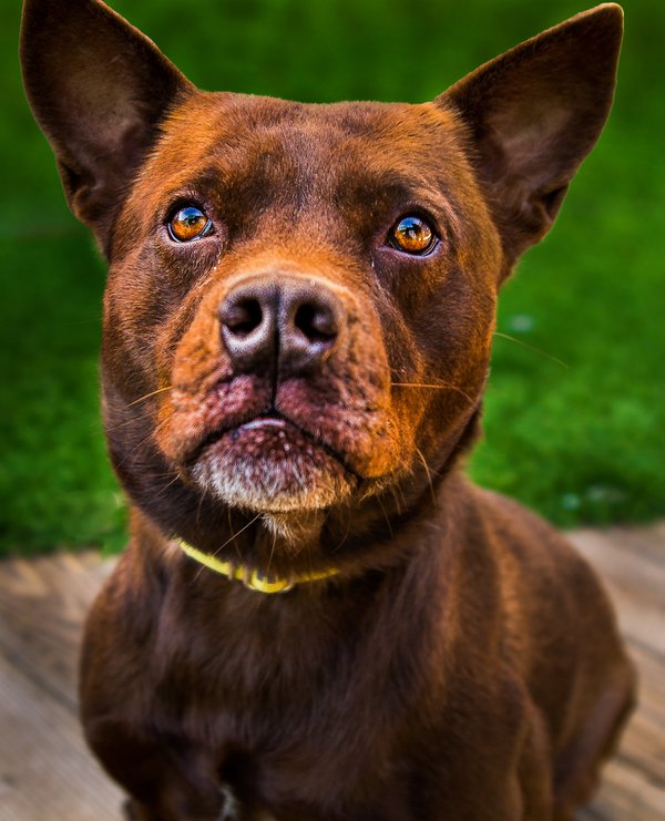 Pet example