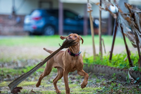 Pet example