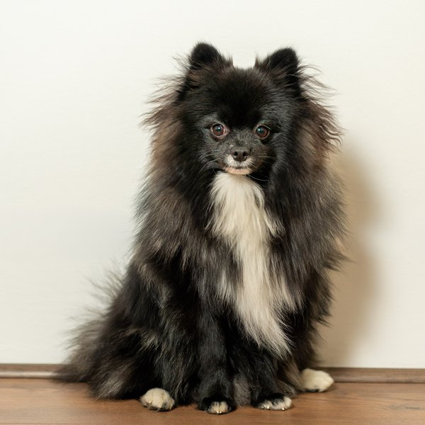 Pet example