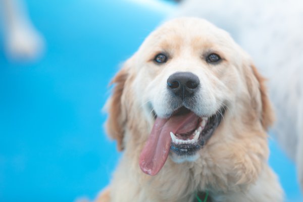 Pet example