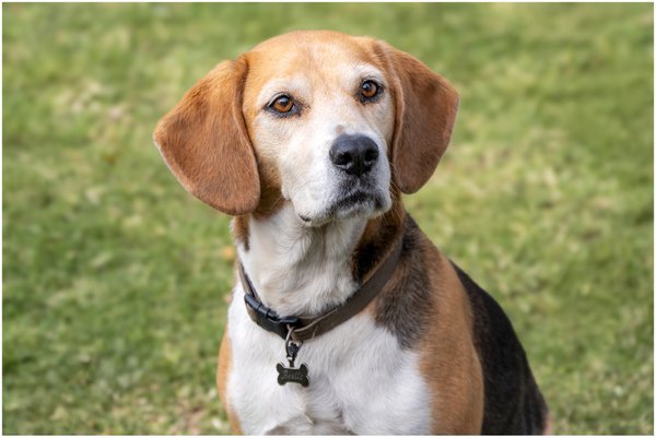 Pet example