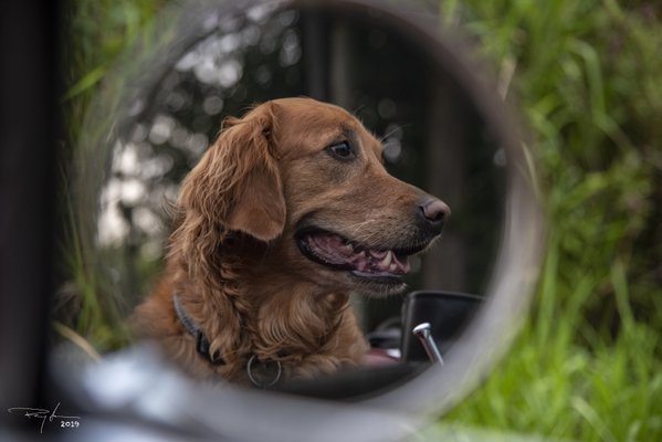 Pet example