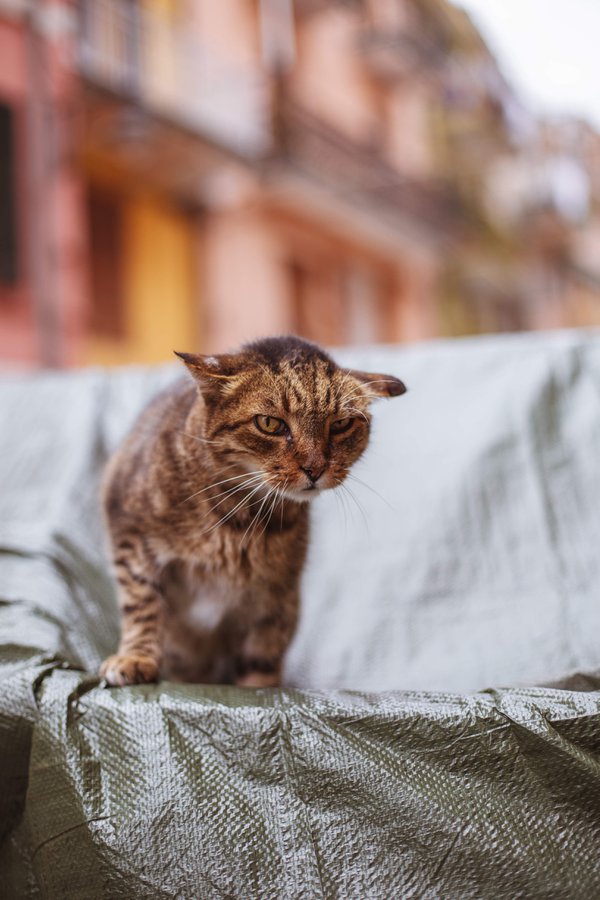 Pet example