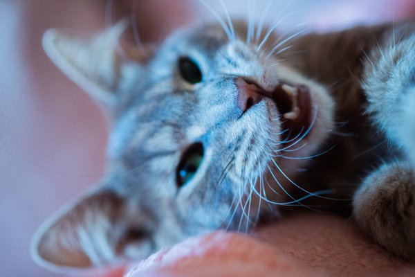 Pet example