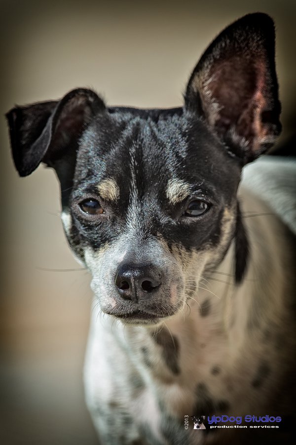 Pet example