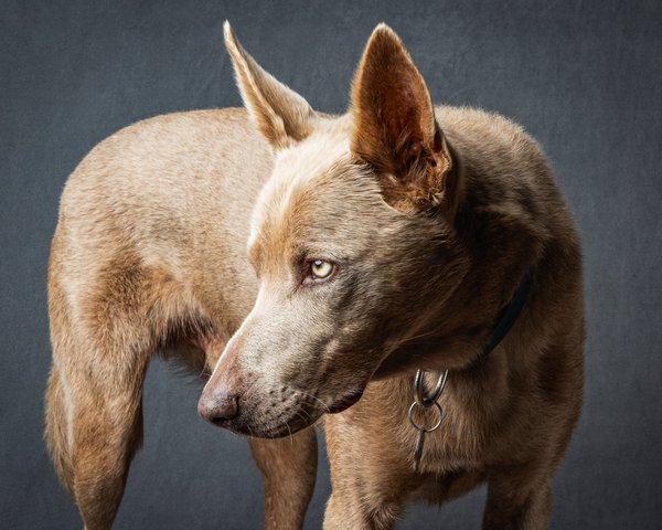 Pet example