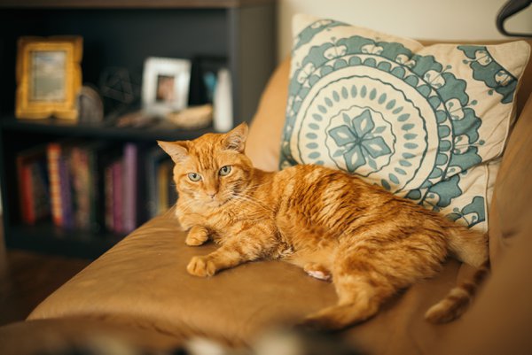 Pet example