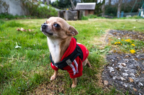 Pet example