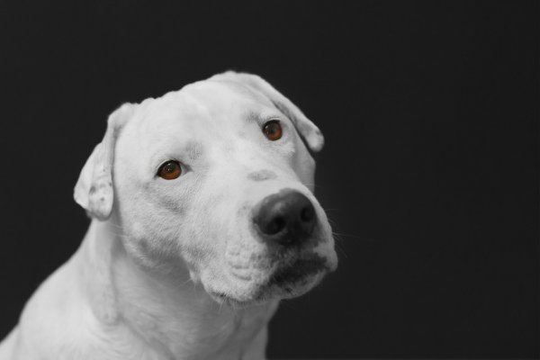 Pet example